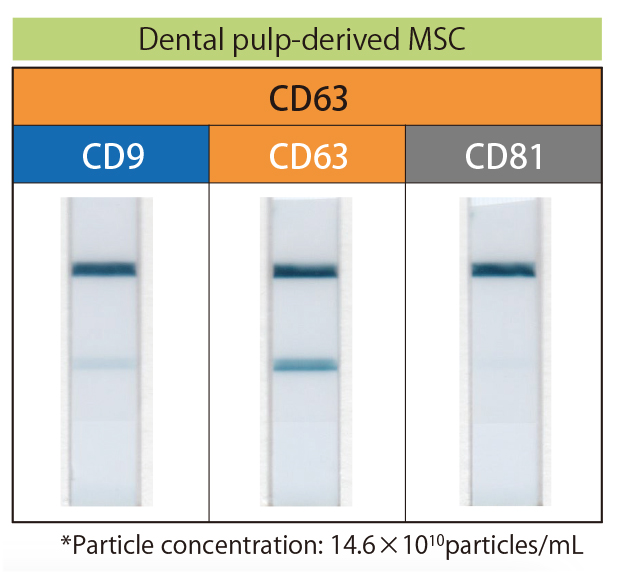 Evaluation of MSC