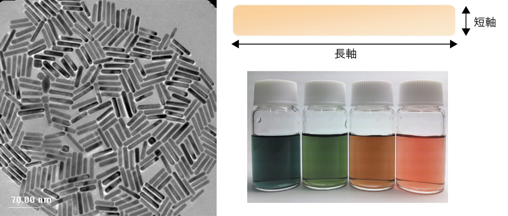（左）金ナノロッドのSEM画像（右）金ナノロッド分散液